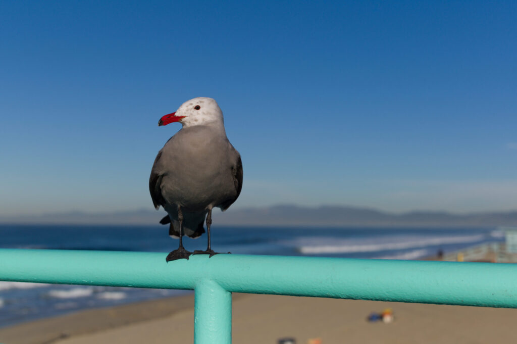 A seagull in the morning light at Manhattan Beach, perched calmly on a turquoise railing
